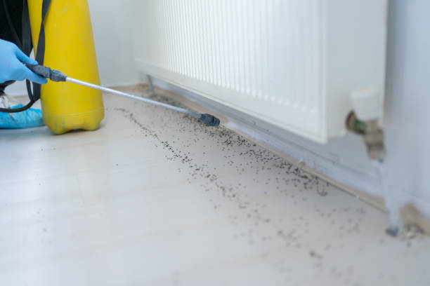 Best Emergency Pest Control  in Ansonia, CT